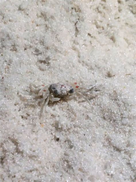 Ghost Crab Behavior