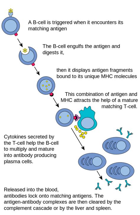 B Lymphocytes And Humoral Immunity Microbiology Class Notes Fiveable