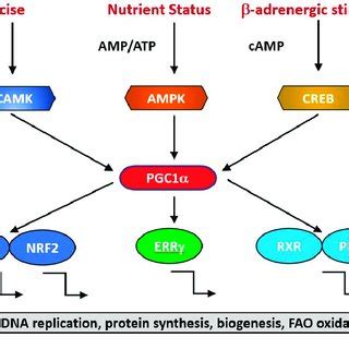 Pgc Is A Transcriptional Co Factor That Regulates The Transcription