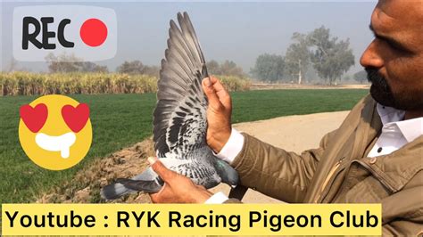 Racer Pigeon Training In Pakistan Racing Pigeon Training Kalapati