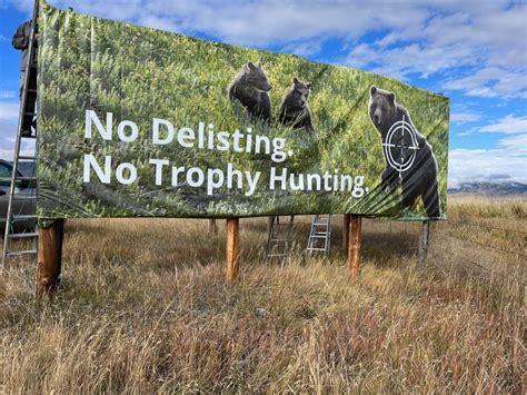 Billboard Project Save The Yellowstone Grizzly