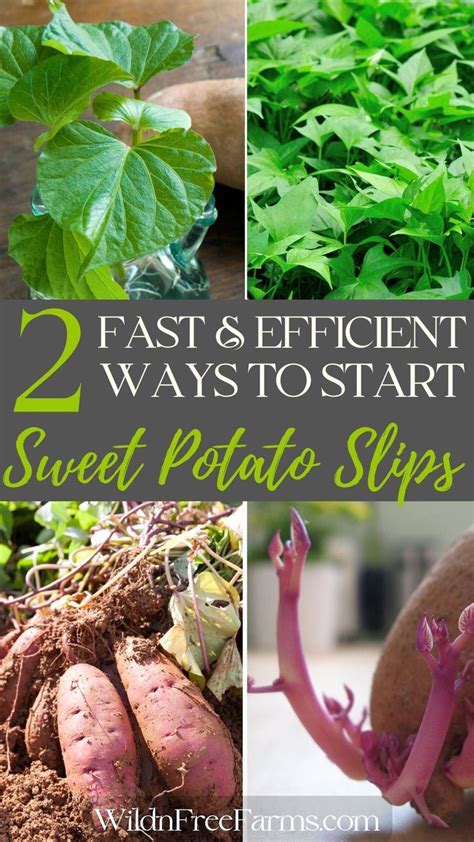 The Complete Guide On How To Start Sweet Potato Slips From Tubers To Thriving Vines Artofit