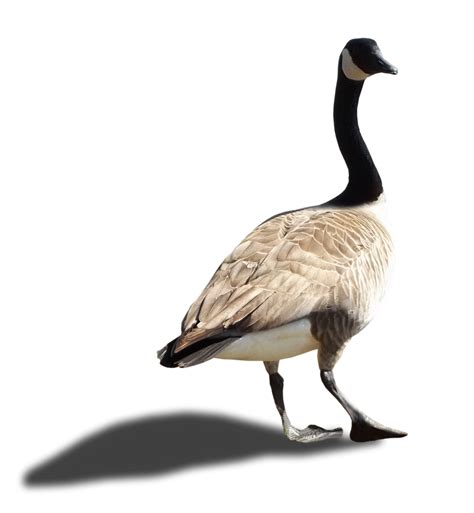 Goose Png