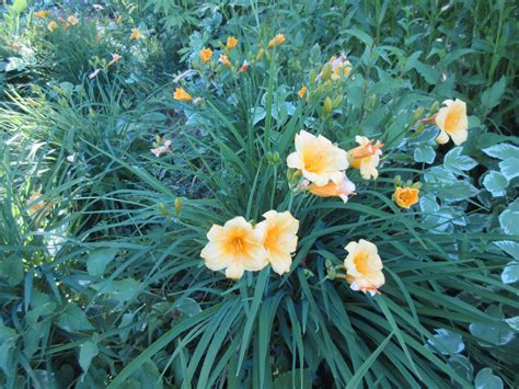 Marlene's Space: Early Summer Flowers