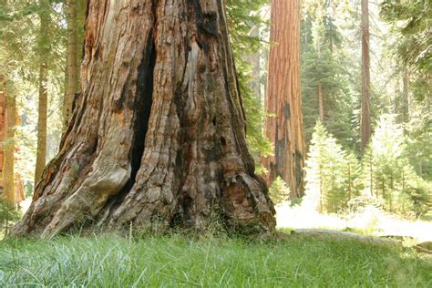 Giant Redwood Trees In California Free Stock Photo - Public Domain Pictures