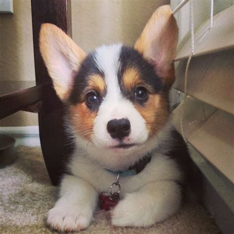 1452 Best Corgi Puppies Images On Pinterest Corgis Animals And Corgi