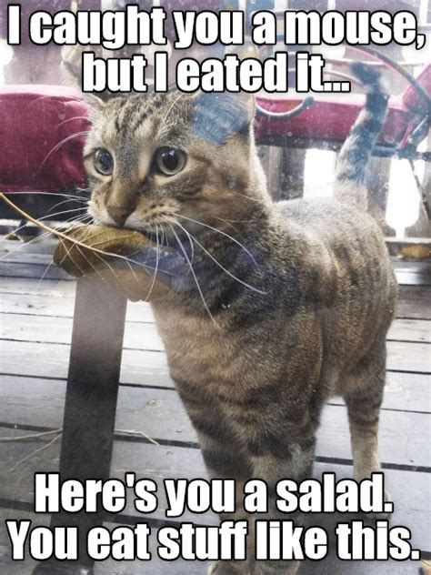 funny cat memes with captions - Charis Schmerge