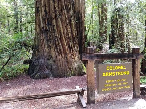 Armstrong Redwoods State Natural Reserve, Guerneville, CA - California ...