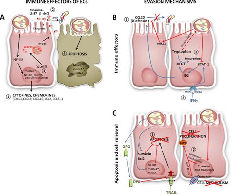 Epithelial Cell Defense Mechanisms Against Cryptosporidium Parvum And