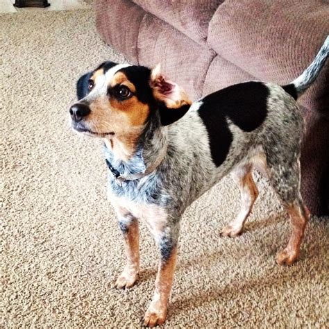 Beagle Australian Cattle Dog Mix Puppy