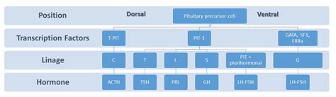 Ijms Free Full Text Molecular Pathways In Prolactinomas