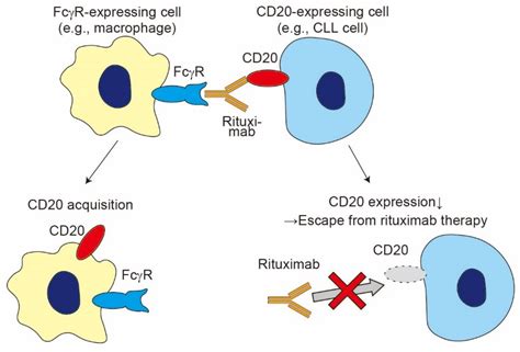 Cells Free Full Text The Role Of Trogocytosis In The Modulation Of