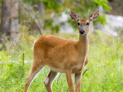 Whitetail Deer Micro Four Thirds Talk Forum Digital Photography Review