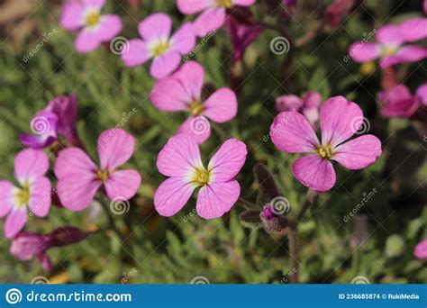 `purple Rock Cress` Flower Aubrieta Pinardii Stock Photo Image Of