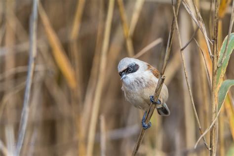 Penduline Tit R Miz Dave Pot Flickr