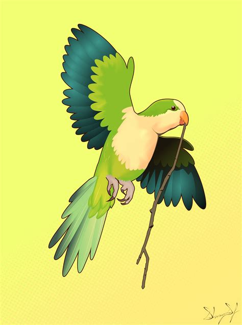 Monk Parakeet by ShiningSof on DeviantArt