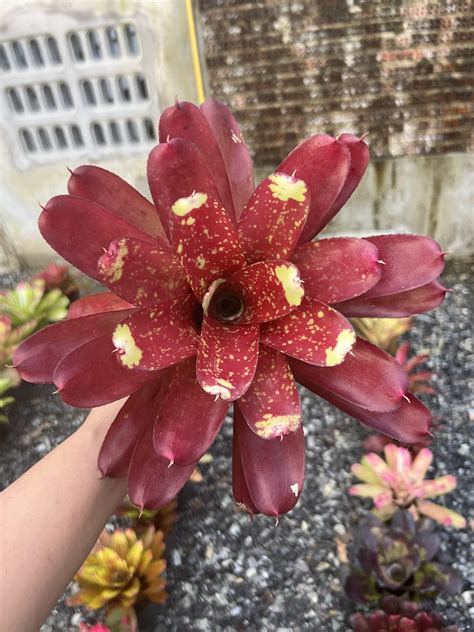 Neo.Yellow nail - VANDAORCHID.com