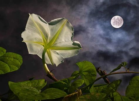 How To Plant Moonflower Complete Growing Care Tips