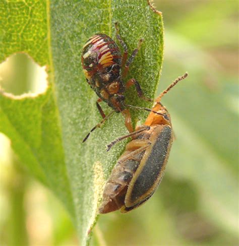 Predatory Stink Bug Podisus Podisus Bugguide Net