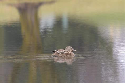 Premium Photo Bird On A Lake