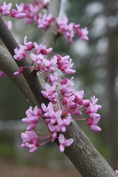 Redbud Cercis Canadensis From New England Wild Flower Society