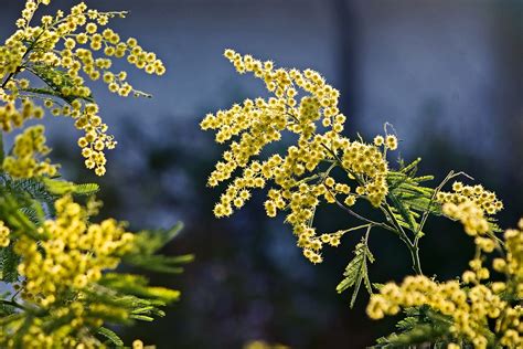 Festa Delle Donne Perch Si Regala La Mimosa