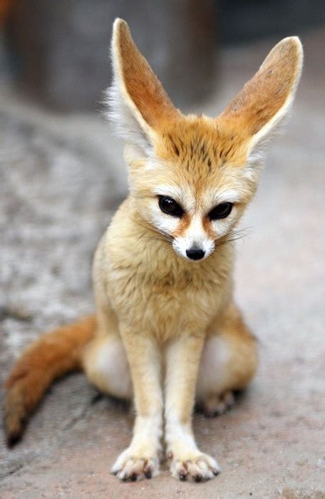 Alien fox | Caninos | Pinterest