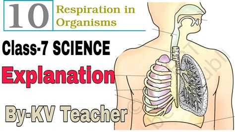 P 2 Respiration In Organisms Class 7 SCIENCE NCERT Chapter 10