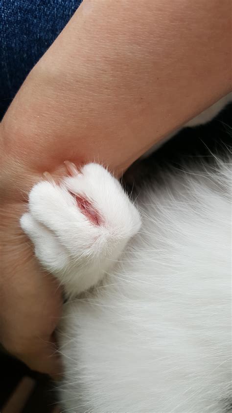 My Cats Foot Recently Started To Look Like This It Obviously Hurts