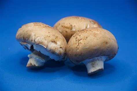 Growing Portobello Mushrooms From Spores Easy Shroom