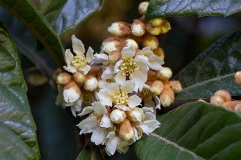 Primer plano de flores de níspero eriobotrya japonica floreciendo y