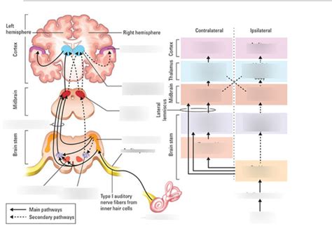 The Auditory Brain And Sound Localization Diagram Quizlet