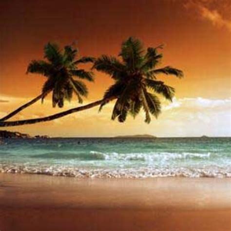 Tropical Sunset Beach Backdrop - More Production Ltd