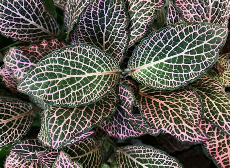 8 Houseplants With Pink Leaves