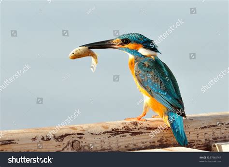 33,748 Birds Eating Fish Royalty-Free Images, Stock Photos & Pictures | Shutterstock