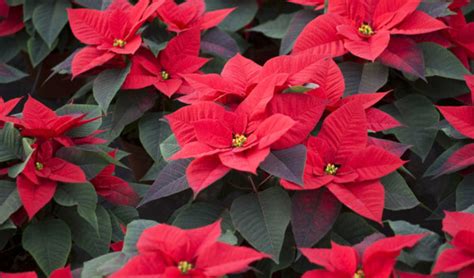 Poinsettia Ou étoile De Noël Culture Entretien Et Plantation Jardiland