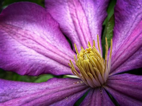 Fotos gratis fotografía hoja púrpura pétalo primavera jardín