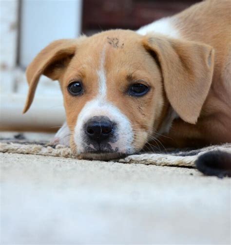 Premium Photo Cute Mixed Breed Puppy Laying