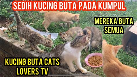 Sedih Lihat Perkumpulan Kucing Buta Di Basecamp Cats Lovers Tv YouTube