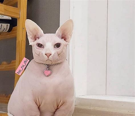 30 Best Fat Hairless Cat Cat Haircuts 2022