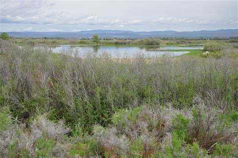 Toppenish Wildlife Refuge – Just Peachy