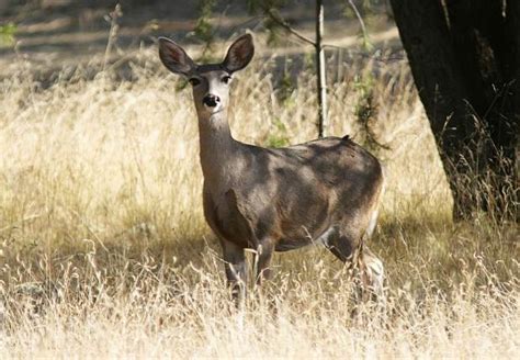 Photograph of Coues Deer