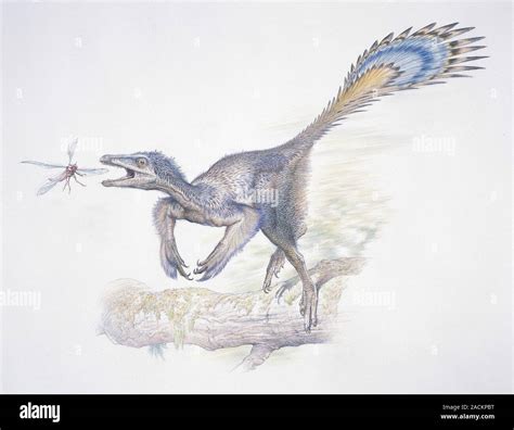 Microraptor Zhaoianus Artwork Microraptor Was A Small Feathered