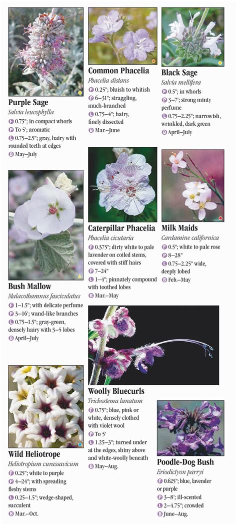 Wildflowers of Southern California – Quick Reference Publishing Retail