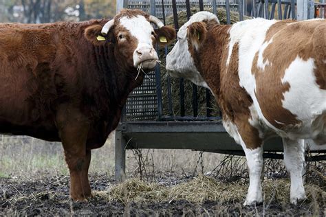 Les Vertes Tranchent Sur La Viande Le Courrier