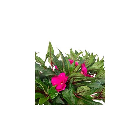 New Guinea Impatiens (Sun Impatiens)