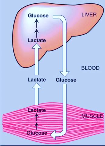 Cori Cycle: Definition, Process, Significance, Limitations