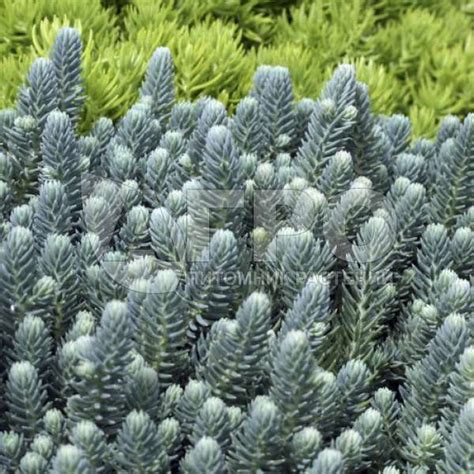 Очиток скальный 'Silver Carpet' - Саженцы многолетних цветов и рассады ...