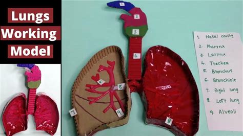 Make A Easy Model Of Human Respiratory System Using Thermacol And Cardboard