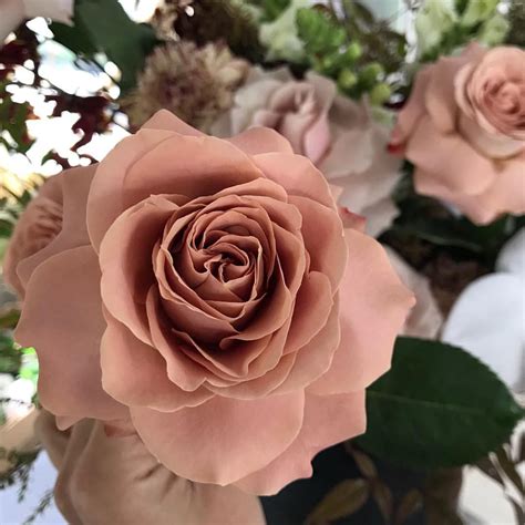 Wilderness Flowers On Instagram The Most Beautiful Terracotta Rose I